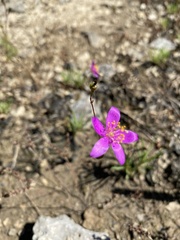 Phemeranthus calcaricus