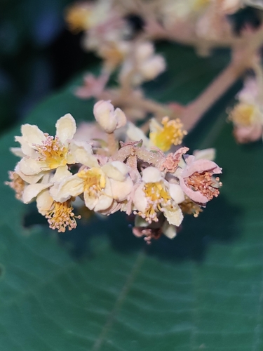 Microcos tomentosa, photograph 2