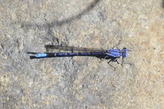 Argia munda