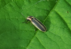 Pyractomena angulata