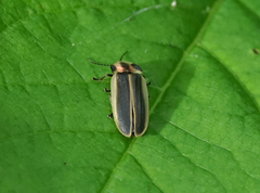 Pyractomena angulata