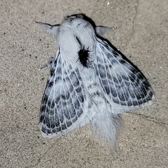 Apotolype brevicrista