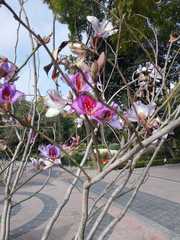 Bauhinia variegata