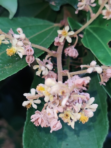 Microcos tomentosa, photograph 3