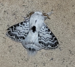 Apotolype brevicrista