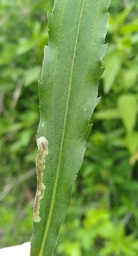 Calycomyza solidaginis photo 3