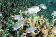 Myripristis violacea