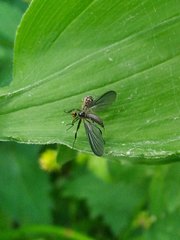 Rhamphomyia longicauda