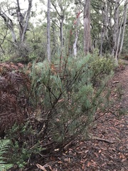 Allocasuarina monilifera