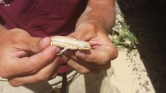 Sceloporus arenicolus