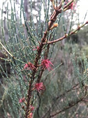 Allocasuarina monilifera