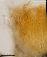 Ramsbottomia asperior