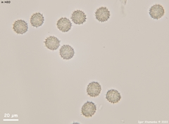 Ramsbottomia asperior