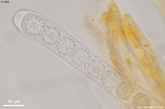 Ramsbottomia asperior