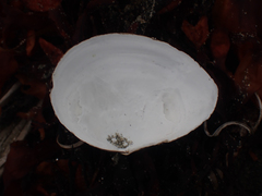 Macoma inquinata