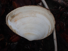 Macoma inquinata