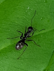 Formica fusca