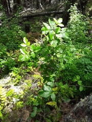 Toxicodendron diversilobum