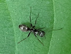 Formica fusca