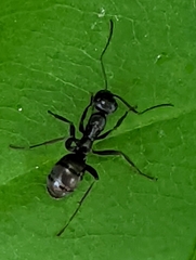 Formica fusca
