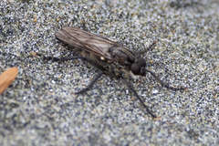Lasiopogon puyallupi