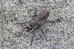 Lasiopogon puyallupi