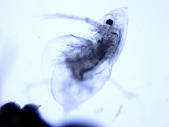 Daphnia mendotae
