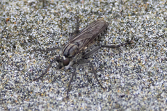 Lasiopogon puyallupi