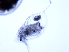 Daphnia mendotae