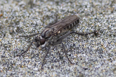 Lasiopogon puyallupi