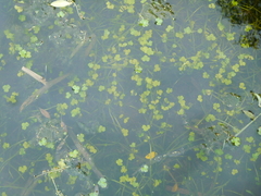 Ranunculus hyperboreus