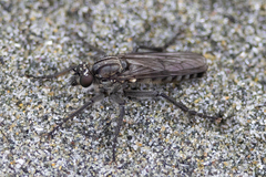Lasiopogon puyallupi