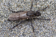 Lasiopogon puyallupi