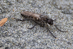 Lasiopogon puyallupi