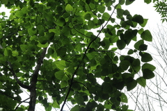 Populus heterophylla