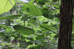 Populus heterophylla