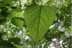 Populus heterophylla