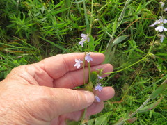 Lobelia appendiculata