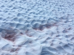 Chlamydomonas nivalis