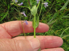 Lobelia appendiculata
