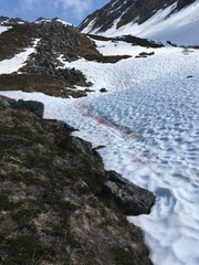 Chlamydomonas nivalis