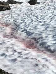 Chlamydomonas nivalis