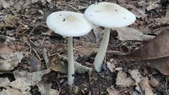 Amanita vaginata alba