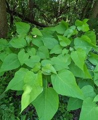 Catalpa speciosa