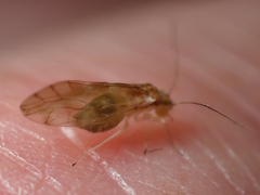 Trichopsocus