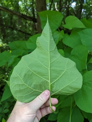 Catalpa speciosa