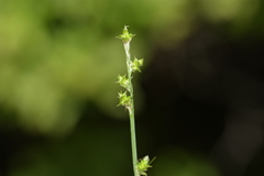 Carex seorsa