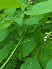 Catalpa speciosa