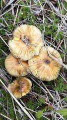 Hygrophorus boyeri