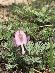 Dicentra pauciflora